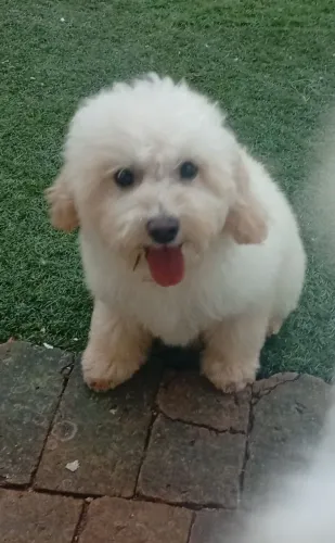 Filhote poodle macho