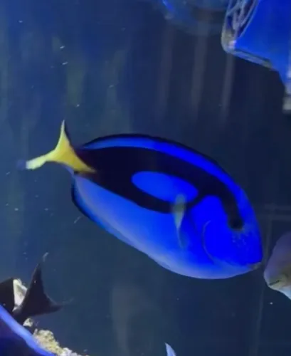 Itens de aquário marinho