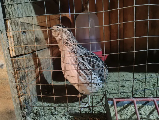 Codornas macho