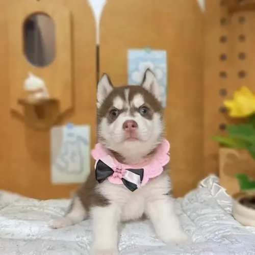 Baby Husky Siberiano com linda pelagem e olhos hipnotizantes