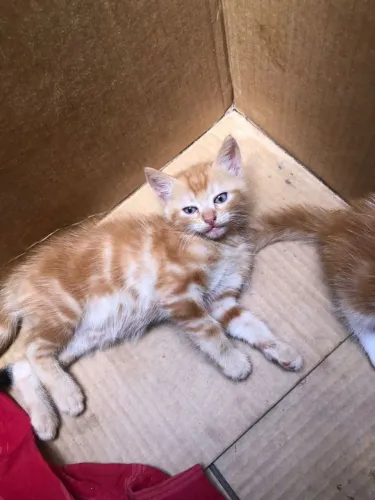 Gatos