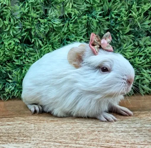 Porquinho da india