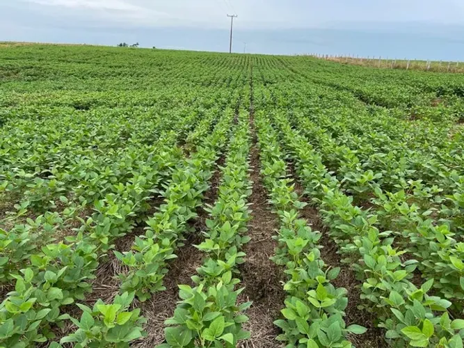 Fazenda em Ponte Alta. Bruta
