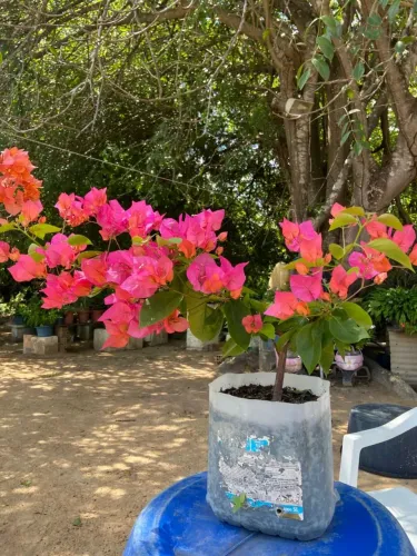 Plantas bougainvillea