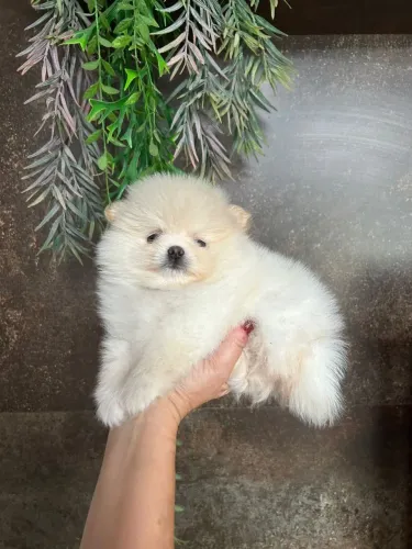 Spitz alemão a raça que conquista mais que corações,conquista estilos
