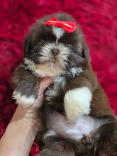  Shih Tzu fêmea garantia total 