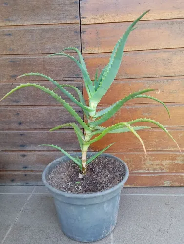 Muda de Babosa Aloe Arborecens 40cm