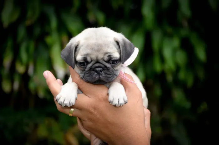 Pug filhote feminha mini belíssima em Sorocaba