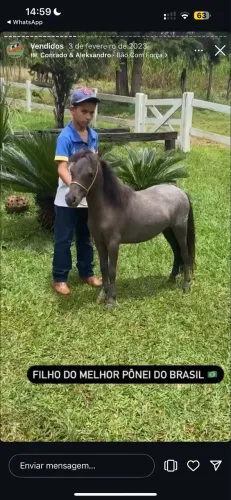 MINI Pônei registrado 