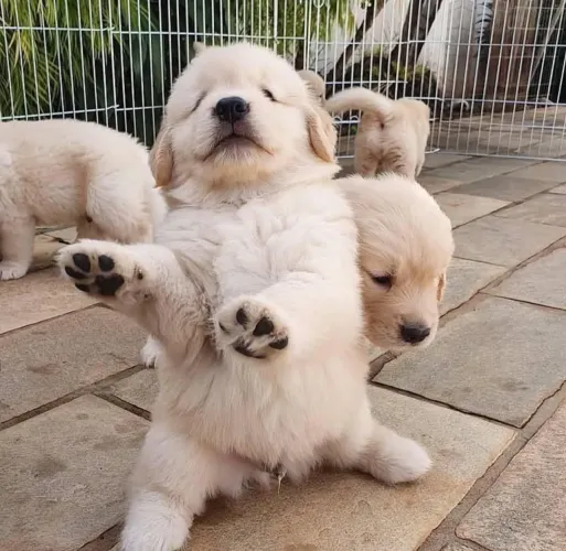 Filhote Golden Retriever, Seu melhor amigo está esperando para fazer parte da sua família!