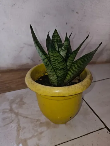 Espada de São Jorge  - Sansevieria Trifasciata Hahnii