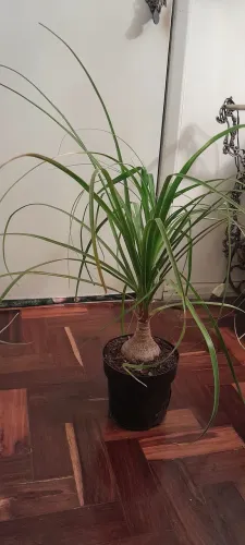 Planta Pata de Elefante 