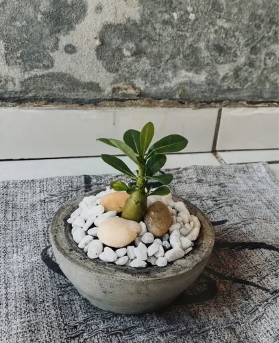Pré-bonsai de Rosa do deserto