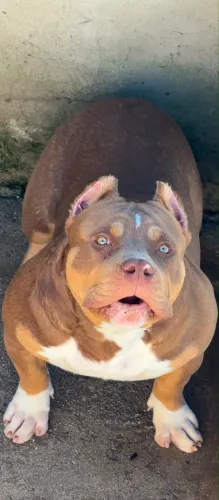 FILHOTE MACHO DE PIT MONSTER (BRAZILIAN BULL)