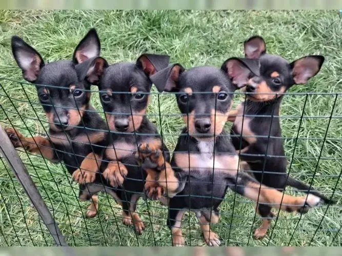 Cachorro Pinscher/Pincher Anão Macho e Fêmea com Pedigree São Paulo