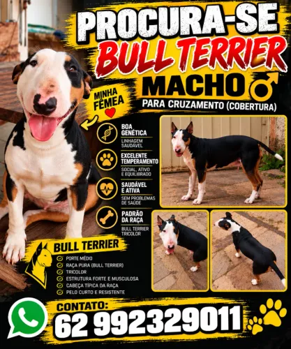 cobertura cachorro BULL TERRIER femea procura macho para cobertura