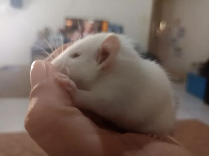 Twister pet
