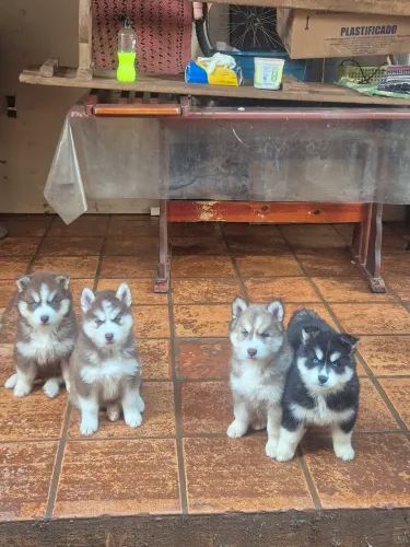 Filhotes raça Husk Siberiano 