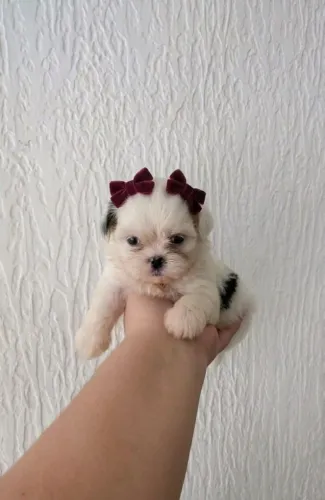 Linda filhote de Shih Tzu fêmea 