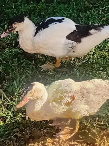 Patos quase adultos machos