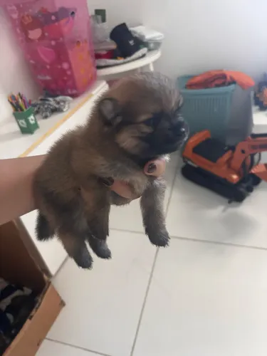 Vendo filhotes de Splitz alemão ( macho ) 