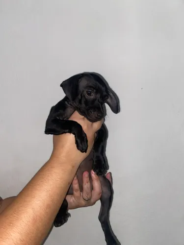 Pinscher N° 1