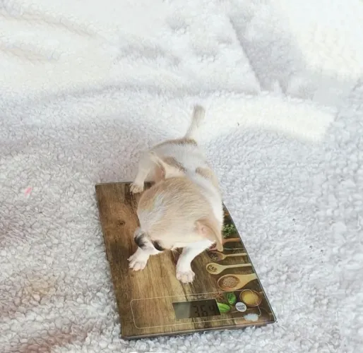 Filhote de chihuahua 