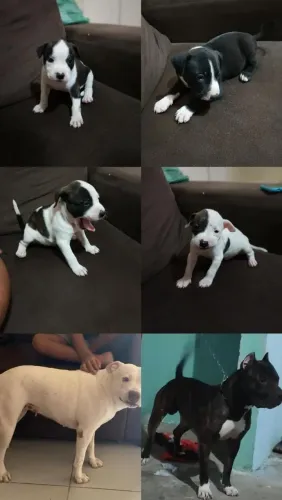 Filhotes de PITBULL pra vender 