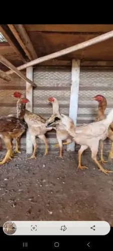 Vendo Galinhas Indio Gigantes
