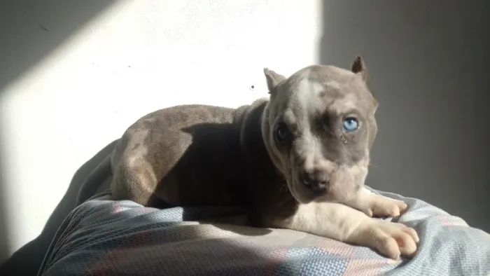 Américan Bully 