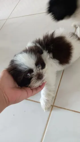 Filhote machinho de shytzu 