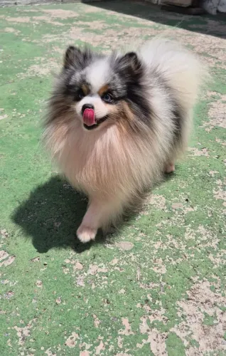 (Leia o anúncio) lulu anão merlle macho pedigree CBKC padreador (cobertura ou venda)