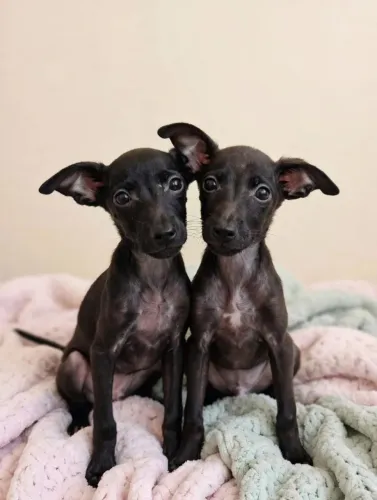 Cachorros