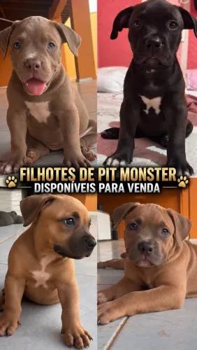 Filhotes de Pit Monster