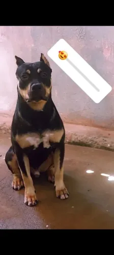 Filhote de Pit Bull fêmea
