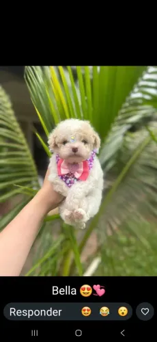 Poodle micro toy femea