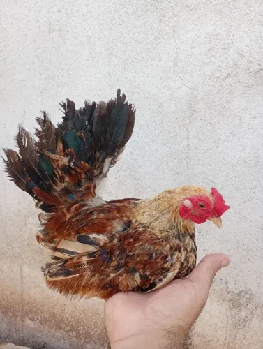 Garnizer