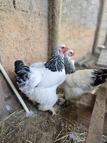Galinhas e Galos Brahma Light 