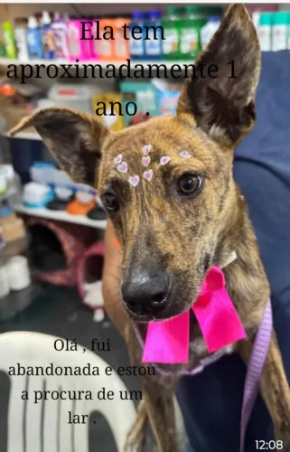 Cadela para adoção