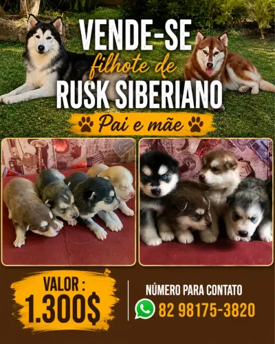 Husky 