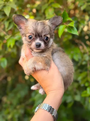 Chihuahua machinhos pelo longo ,NAO TEM FEMEA