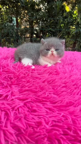 Exotic shorthair