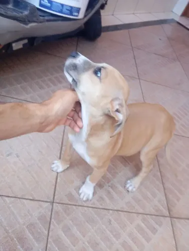Cachorro pittbul com fila