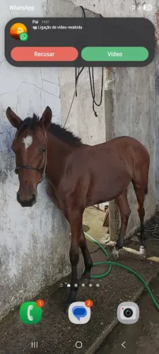 Porda boa mansa em tudo 