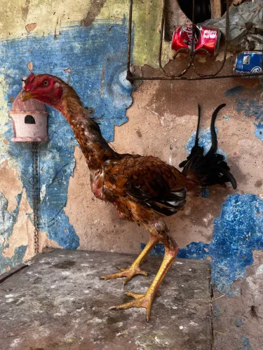 Galo,galinha,frangos e franga carioca