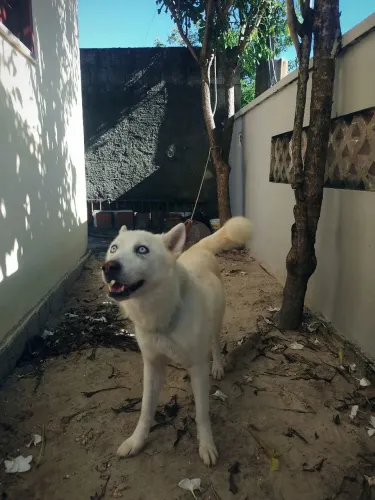 Husky siberiano fêmea adulta 