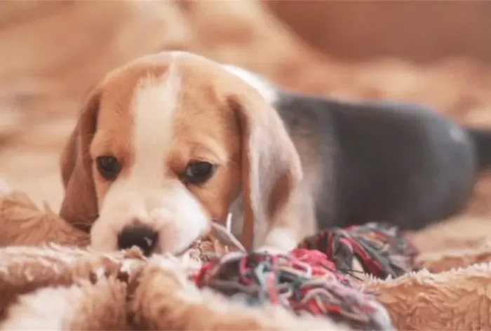 ?Venda de filhotes de Beagle - confira?