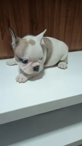Bulldog francês