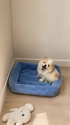 Machinho anão