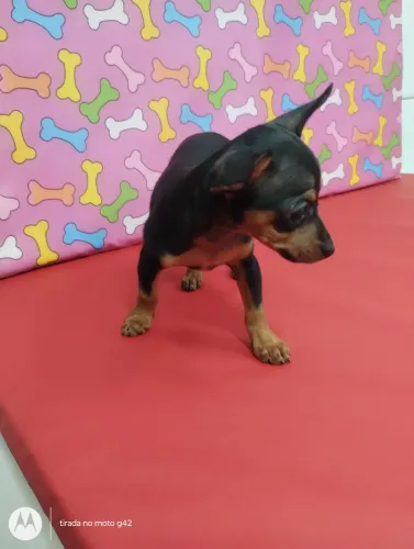 Filhote pinscher miniatura fêmea